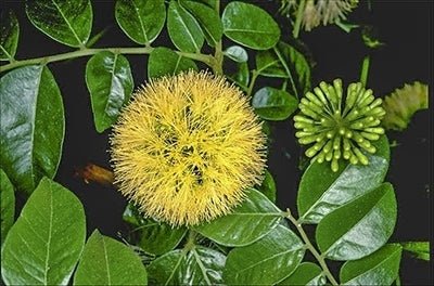 Snow Wood (Pararchidendron pruinosum) - Ladybird Nursery