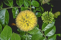 Snow Wood (Pararchidendron pruinosum) - Ladybird Nursery