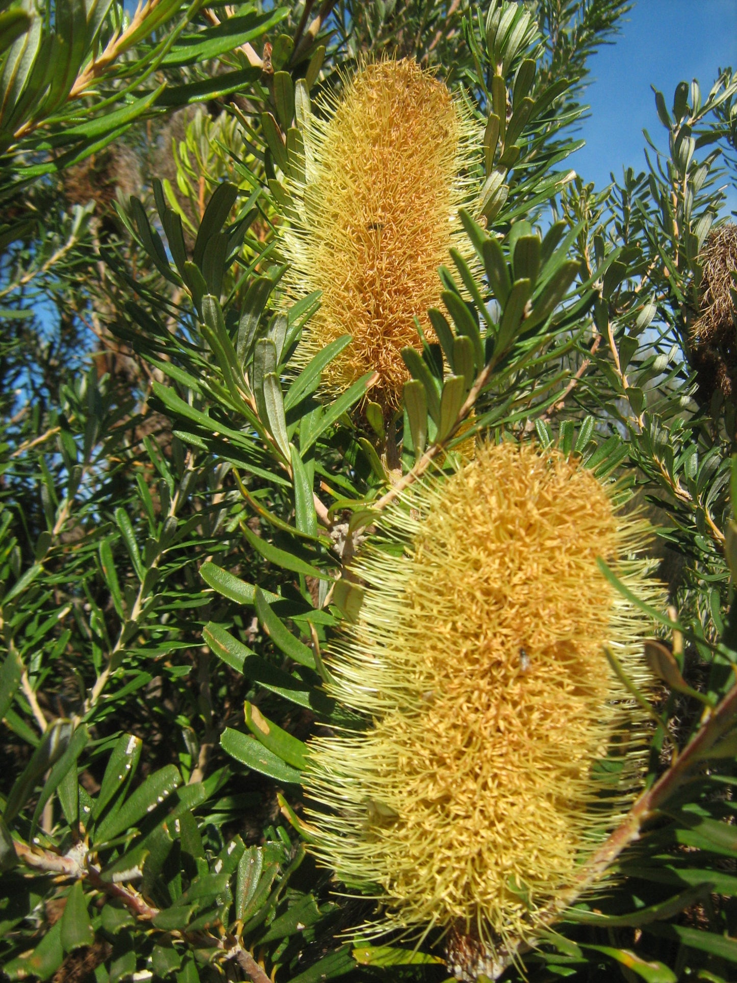 Silver Banksia (Banksia marginata)