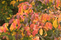 Persian Ironwood (Parrotia persica) - Ladybird Nursery