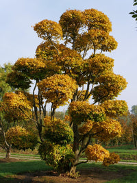 Persian Ironwood (Parrotia persica) - Ladybird Nursery