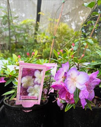 Dwarf Tibouchina 'Party Girl' - Ladybird Nursery