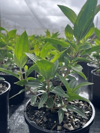 Dwarf Tibouchina 'Party Girl' - Ladybird Nursery