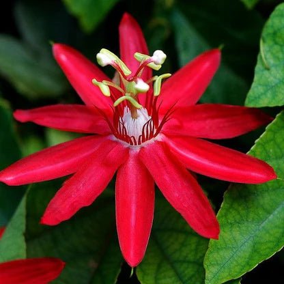 Red Passionflower Tripods (Passiflora racemosa) - Ladybird Nursery