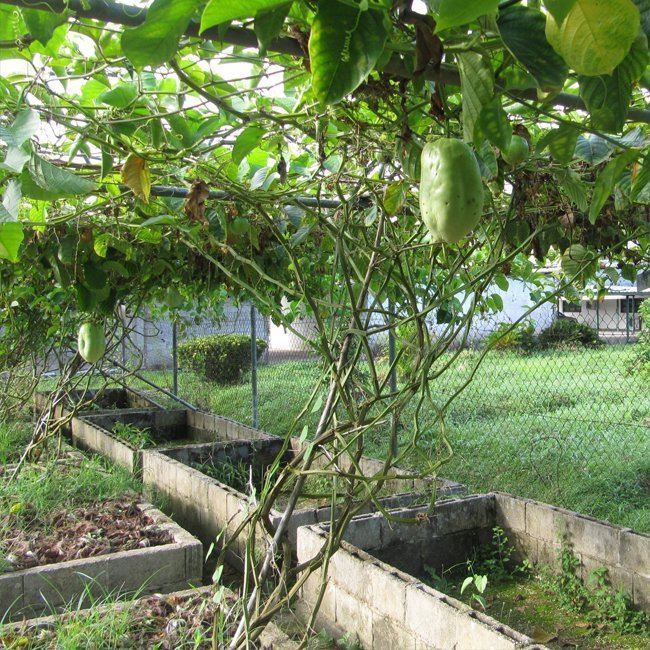 Passion fruit Giant Granadilla - Ladybird Nursery
