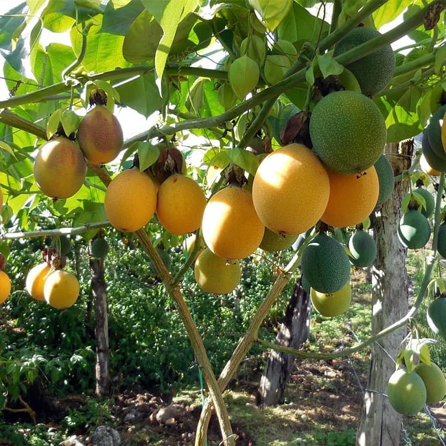 Passion fruit Golden Nugget - Ladybird Nursery