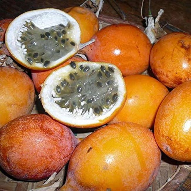 Passion fruit Golden Nugget - Ladybird Nursery