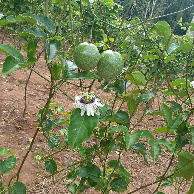 Passion fruit Inca Gold - Ladybird Nursery