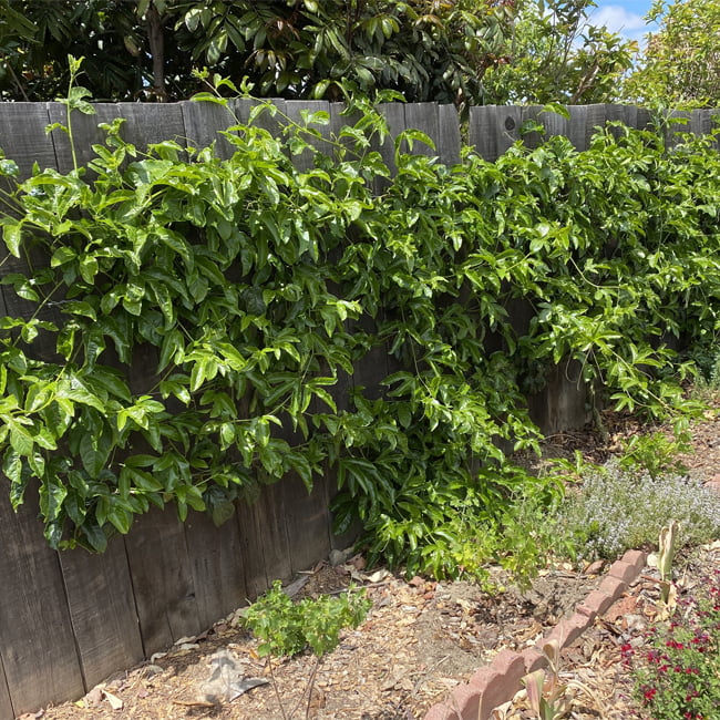 Passionfruit 'Panama Gold'