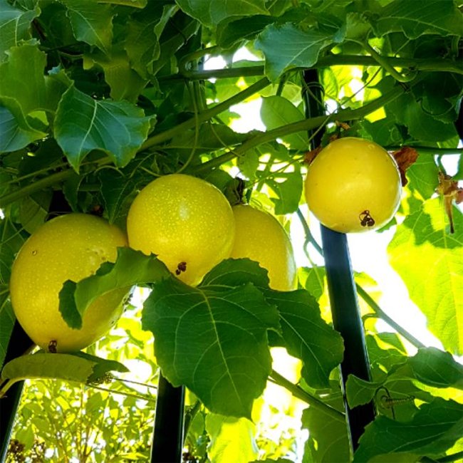 Passionfruit 'Panama Gold'