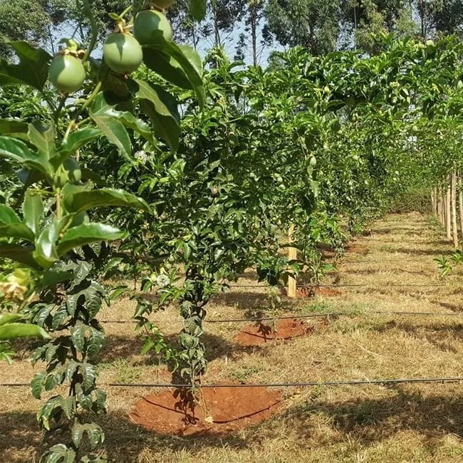 Passionfruit 'Panama Red' - Ladybird Nursery