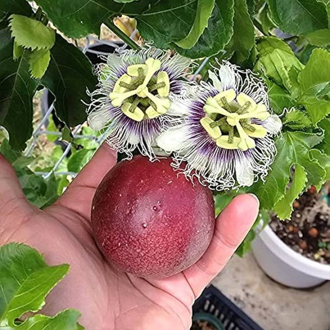 Passionfruit 'Panama Red'