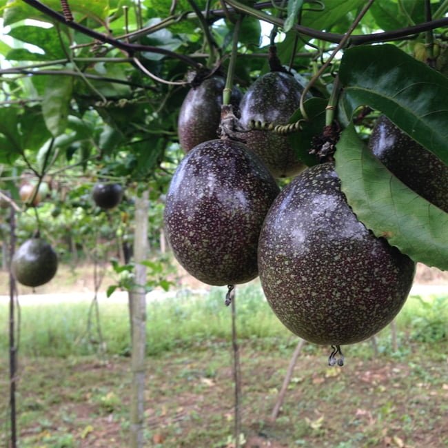 Passionfruit Red Flamenco - Ladybird Nursery