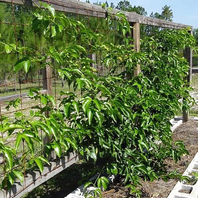 Passion Fruit Sweet Calabash - Ladybird Nursery
