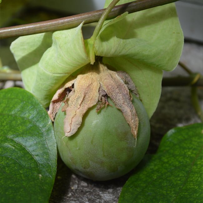 Passion Fruit Sweet Calabash - Ladybird Nursery
