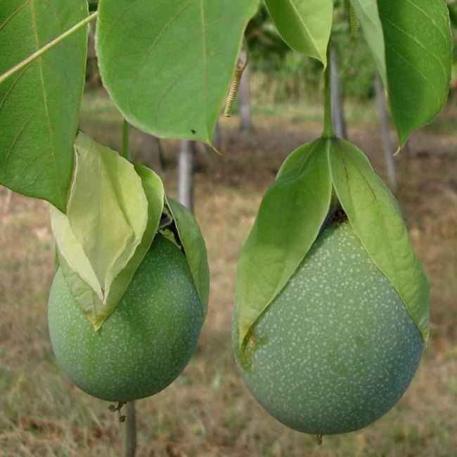 Passion Fruit Sweet Calabash - Ladybird Nursery