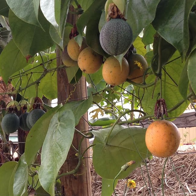 Passion fruit Sweet Granadilla - Ladybird Nursery
