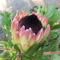 Protea 'Australis Passion' - Ladybird Nursery