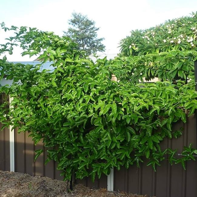 Passionfruit Black - Ladybird Nursery