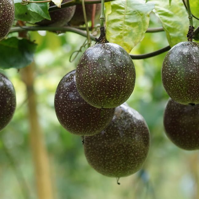Passionfruit Black - Ladybird Nursery