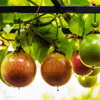 Passionfruit Hawaiian