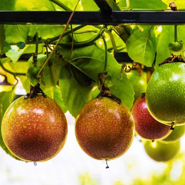 Passionfruit Hawaiian - Ladybird Nursery