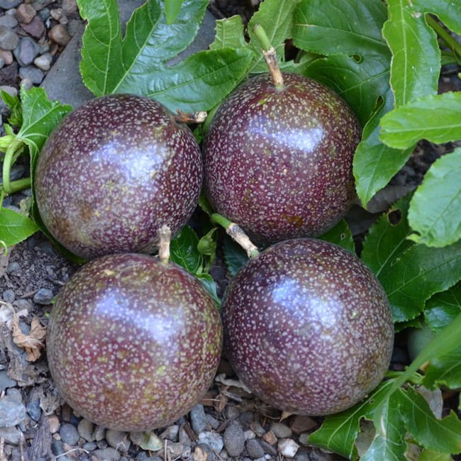 Passionfruit Hawaiian - Ladybird Nursery