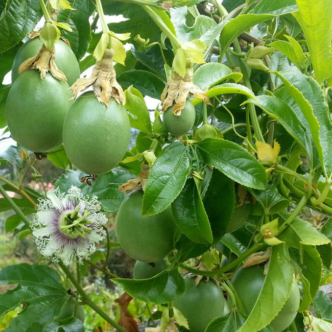 Passionfruit Hawaiian