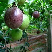 Passionfruit Misty Gem