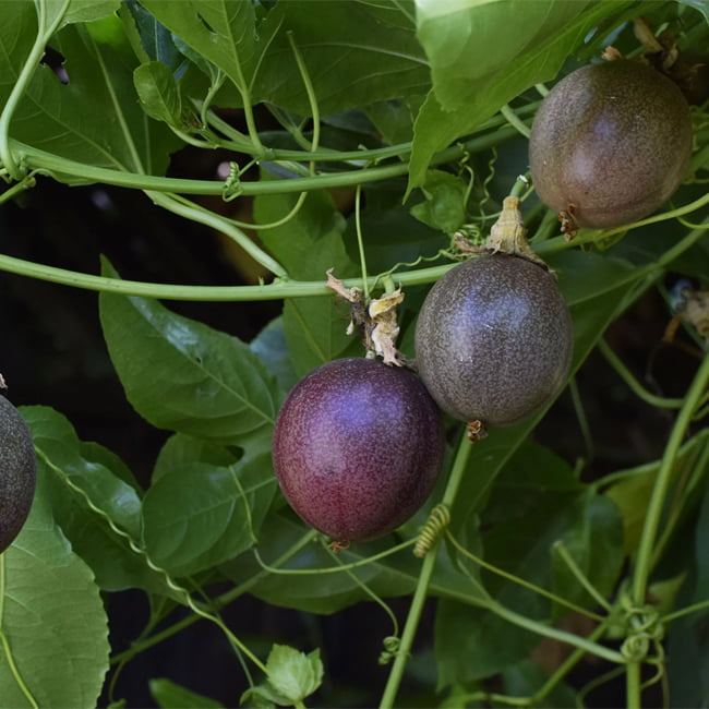 Passionfruit Misty Gem