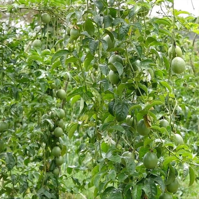 Passionfruit 'Pandora'