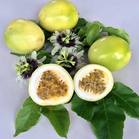 Passionfruit Panama Gold Giant - Ladybird Nursery
