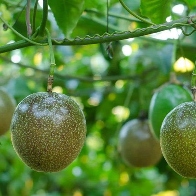 Passionfruit Sunshine Splash - Ladybird Nursery
