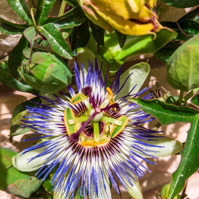 Passionfruit Sunshine Splash - Ladybird Nursery