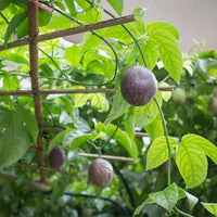 Passionfruit Supersweet 96A - Ladybird Nursery