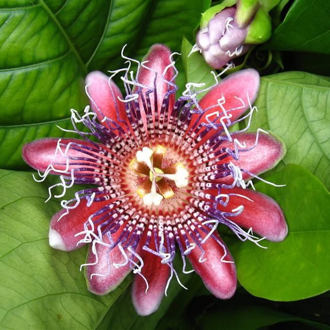 Passionfruit Sweet Lilikoi - Ladybird Nursery