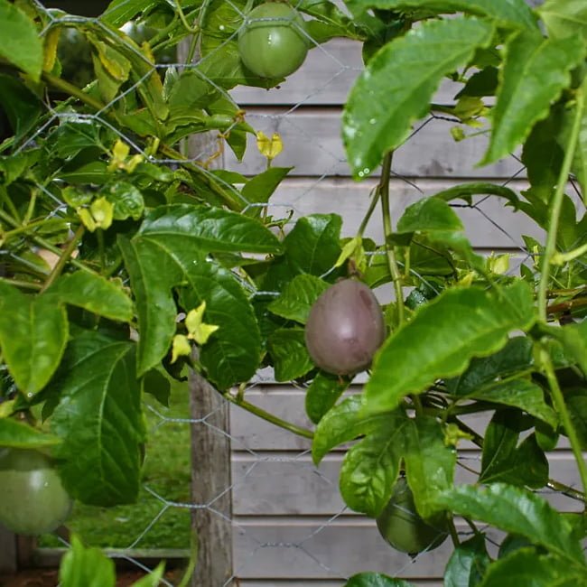 Passionfruit Sweetheart - Ladybird Nursery