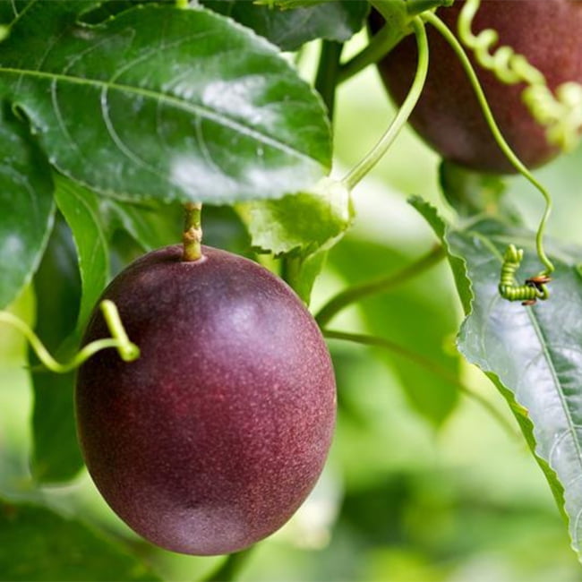 Passionfruit Sweetheart