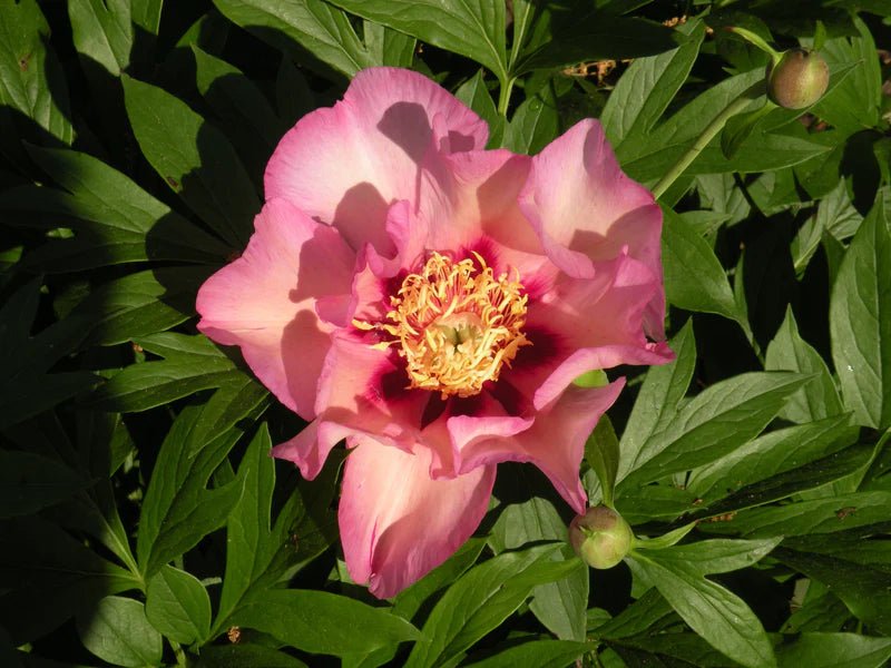 Itoh Peony Pastel Splendor (Paeonia) - Ladybird Nursery