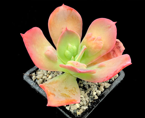 Hens and Chicks Bunyan (Echeveria Paul)