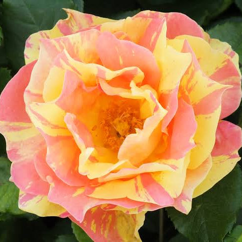 Rose 'Paul Cezanne'