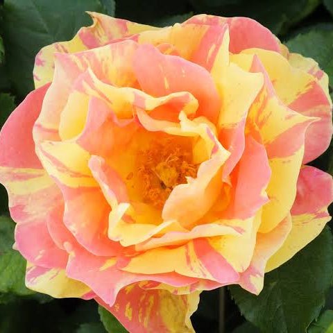 Rose 'Paul Cezanne' - Ladybird Nursery