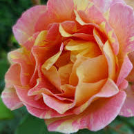 Rose 'Paul Cezanne'