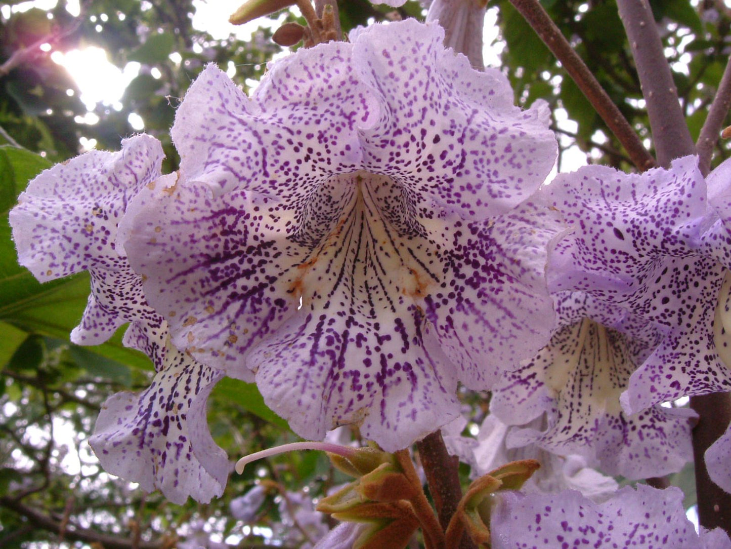 Sapphire Dragon Tree (Paulownia kawakamii)