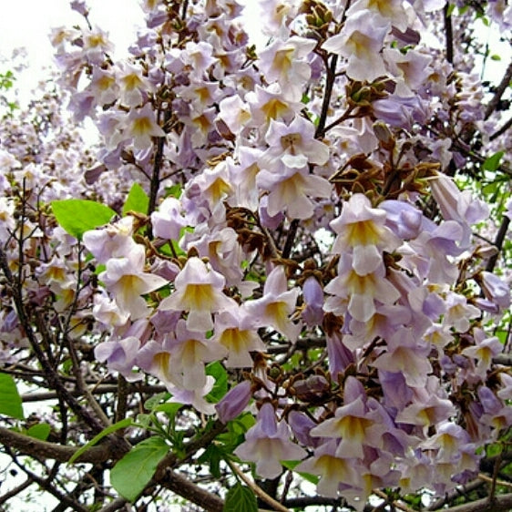 Sapphire Dragon Tree (Paulownia kawakamii)