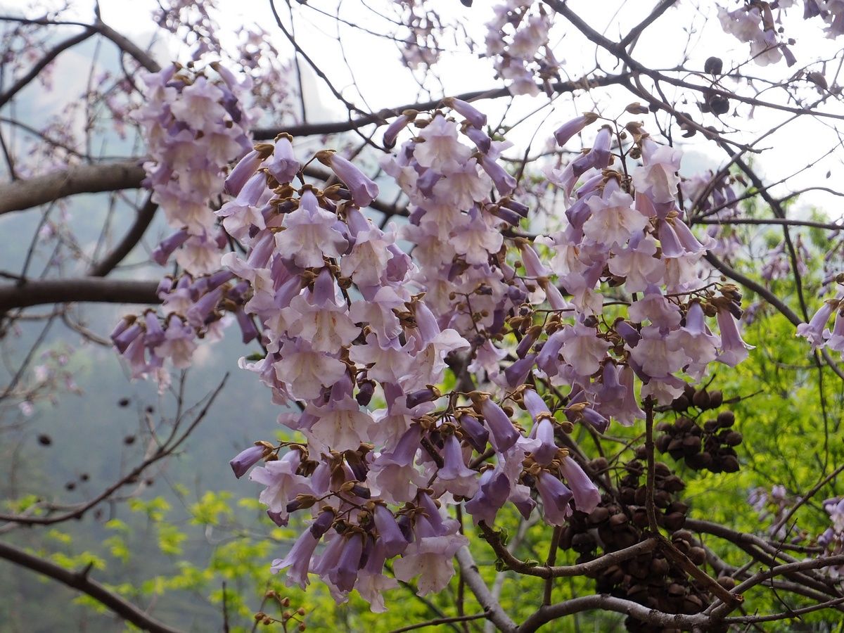 Royal Paulownia (Paulownia tomentosa)