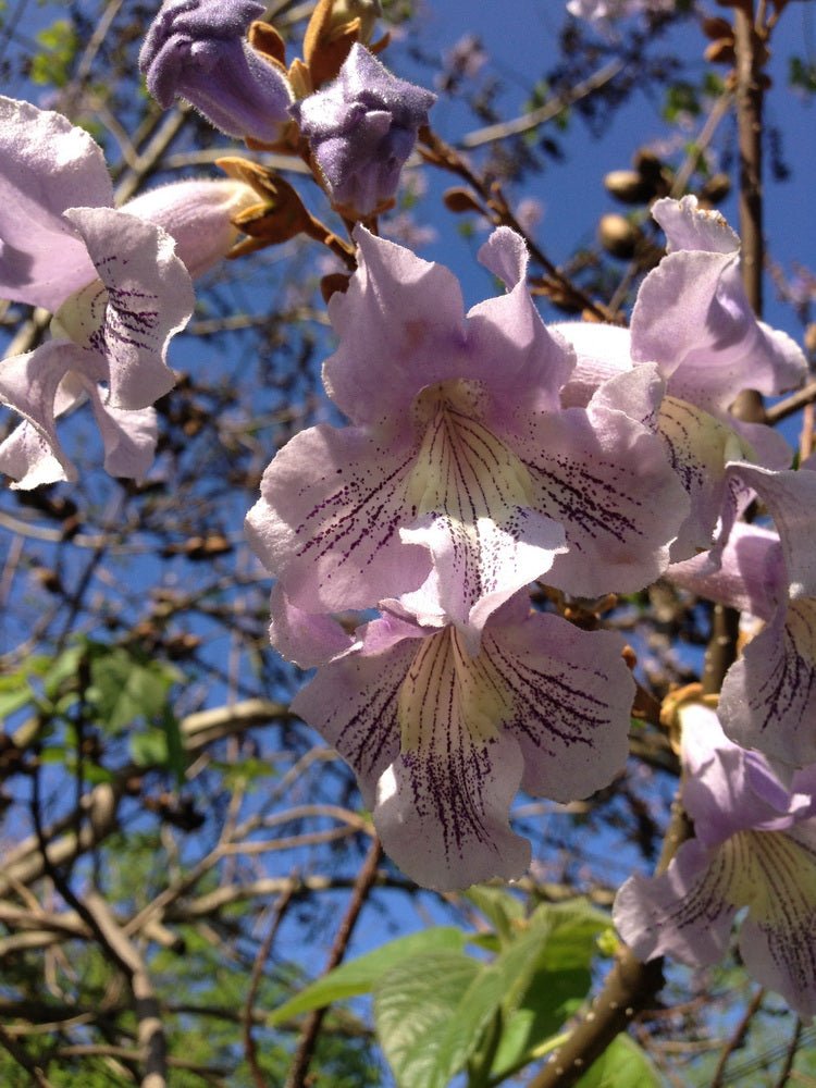 Royal Paulownia (Paulownia tomentosa) - Ladybird Nursery