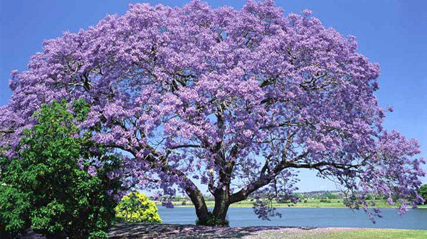 Dragon Tree (Paulownia fortunei)