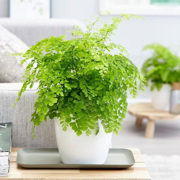 Common Maidenhair (Adiantum fragrantissimum)