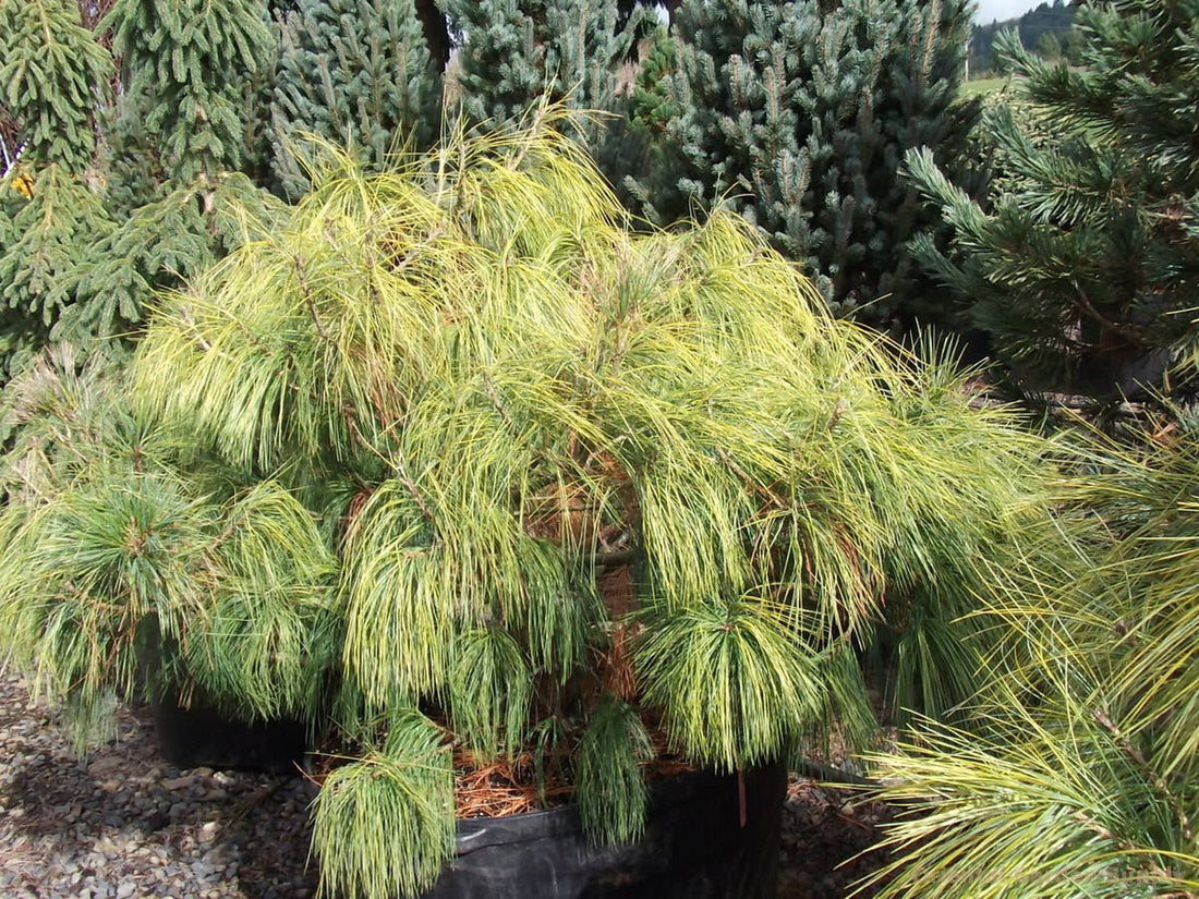 Himalayan Pine ‘Frosty’ (Pinus wallichiana) - Ladybird Nursery